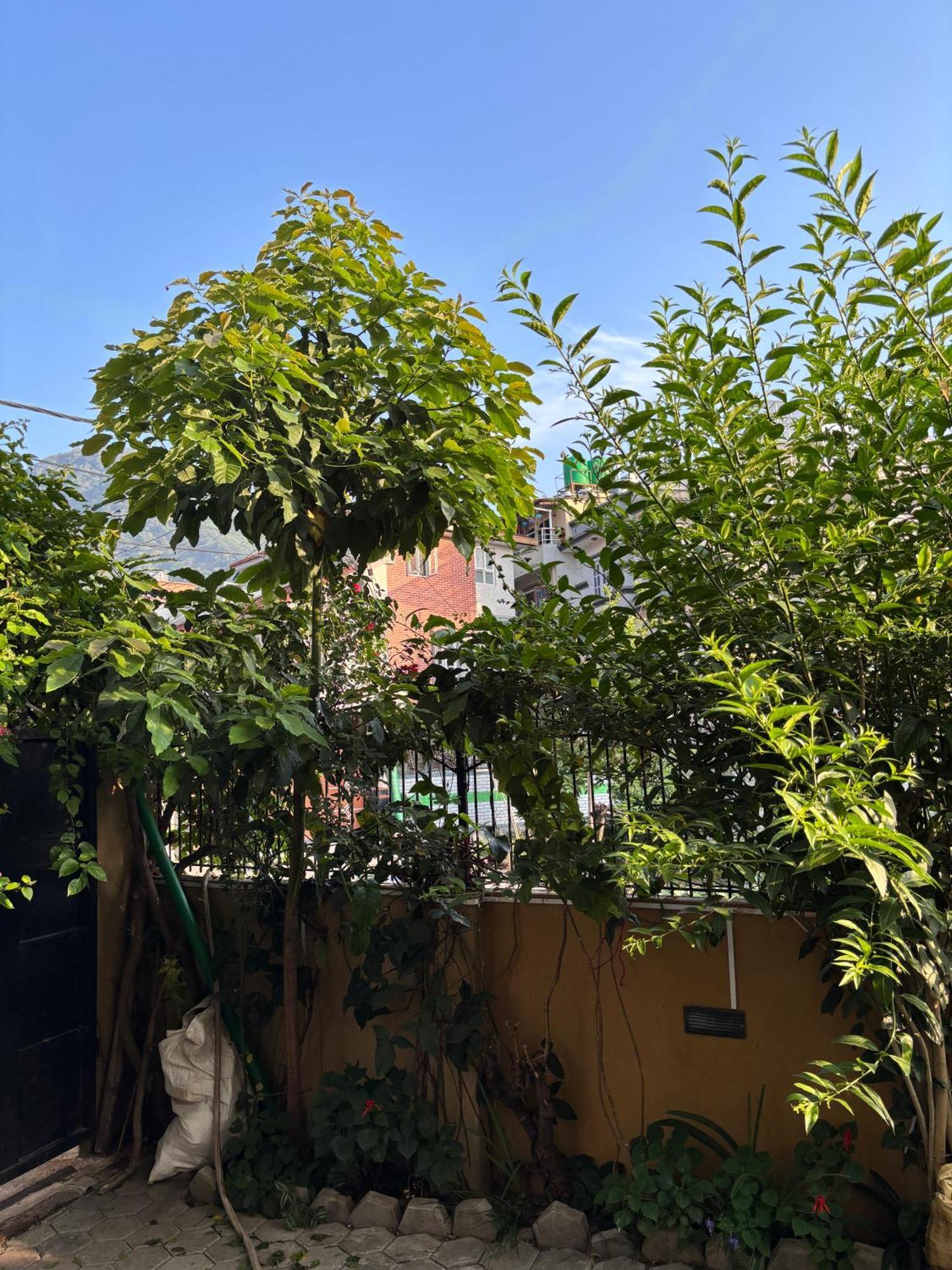 Mums Homestay & Studio Apartments Катманду Екстериор снимка